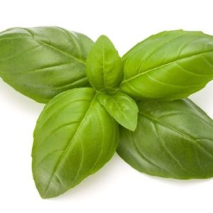 Holy Basil (Tulsi) Oil