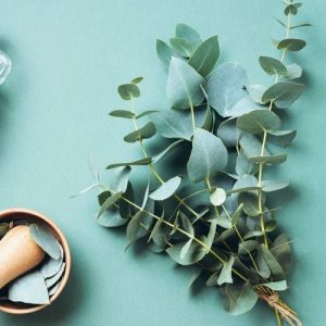 Eucalyptus Oil IP (65% Cineole)