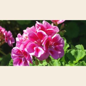 Geranium Fragrance Oil