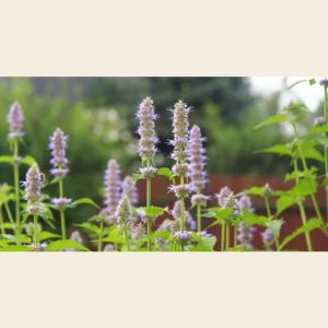 Patchouli Oil
