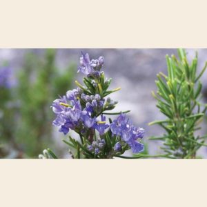 Rosemary Oil (Camphor Type)