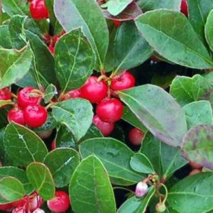 Wintergreen Fragrance Oil