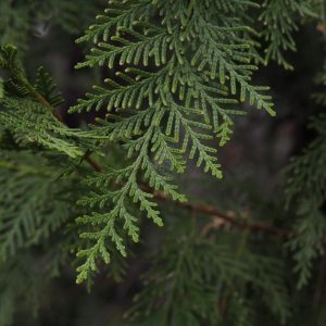 Cypress branch close up