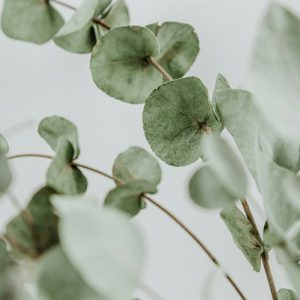 Eucalyptus leaves