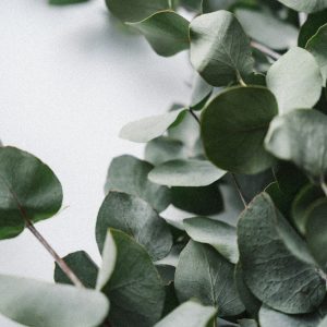 Eucalyptus leaves against a white backdrop