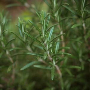 Fresh rosemary sprigs