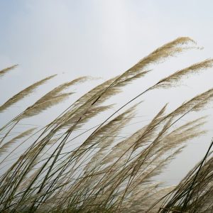 Tall grass in the wind