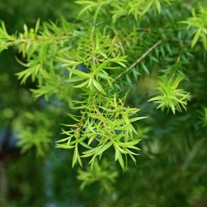 Evergreen foliage